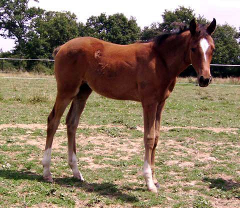 ARABE BARBE (POULICHE)
